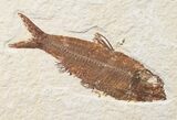 Bargain Knightia Fossil Fish - Wyoming #15639-1
